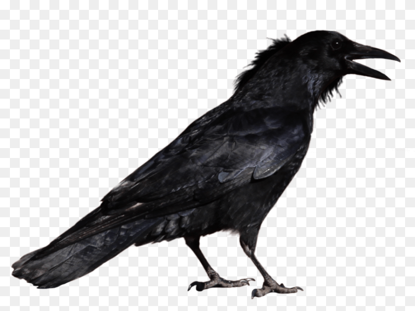 900x675 Raven, Animal, Bird, Crow Sticker PNG