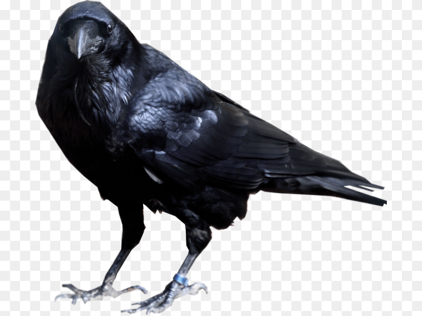 Raven, Animal, Bird, Crow, Blackbird Sticker PNG