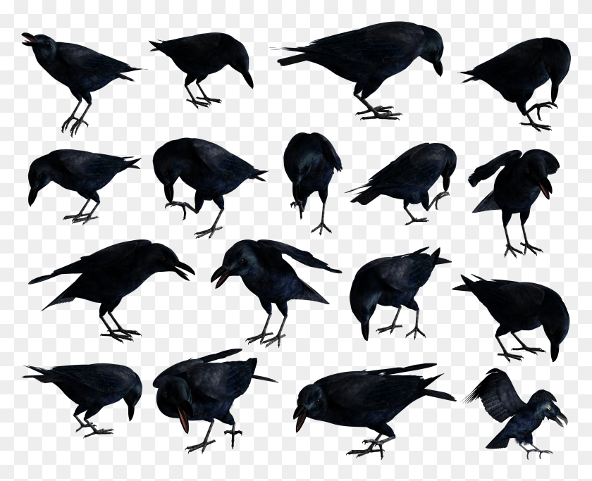 2893x2313 Raven American Crow, Bird, Animal, Person HD PNG Download