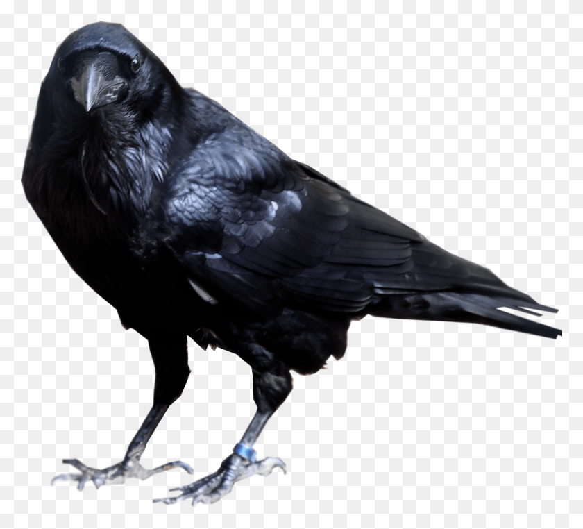 1630x1468 Raven Bird Transparent Background Raven Transparent, Animal, Crow, Blackbird HD PNG Download