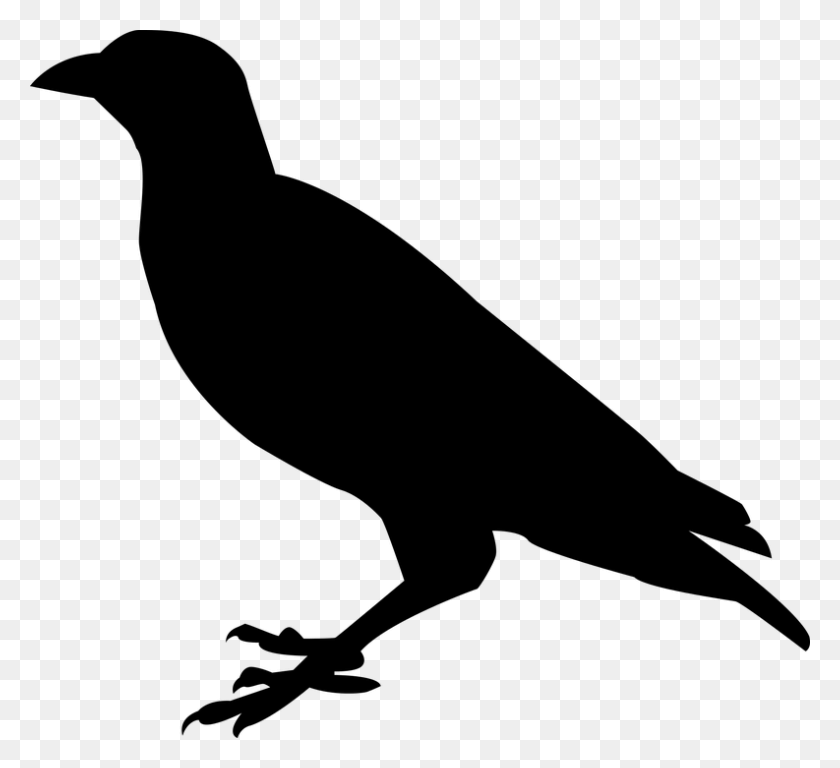 793x720 Raven Crow Raven Bird Bird Black Sitting Bill Raven Silhouette, Gray, World Of Warcraft HD PNG Download