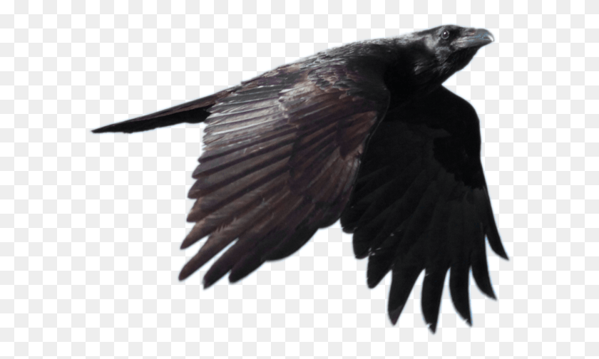 596x444 Raven Flying Free Raven, Bird, Animal, Eagle HD PNG Download