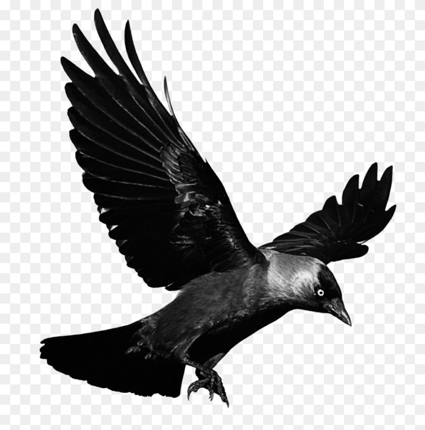 Raven Flying Background Crow, Animal, Bird, Blackbird Transparent PNG
