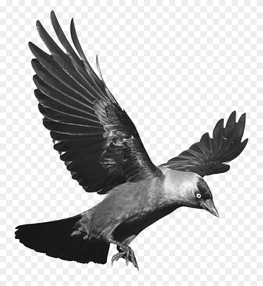 749x856 Raven Flying Transparent Background Raven Transparent Background, Bird, Animal, Eagle HD PNG Download