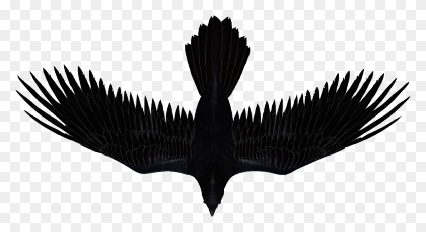 1000x511 Raven Guide Bandcamp Music Promotion, Animal, Bird, Flying HD PNG Download
