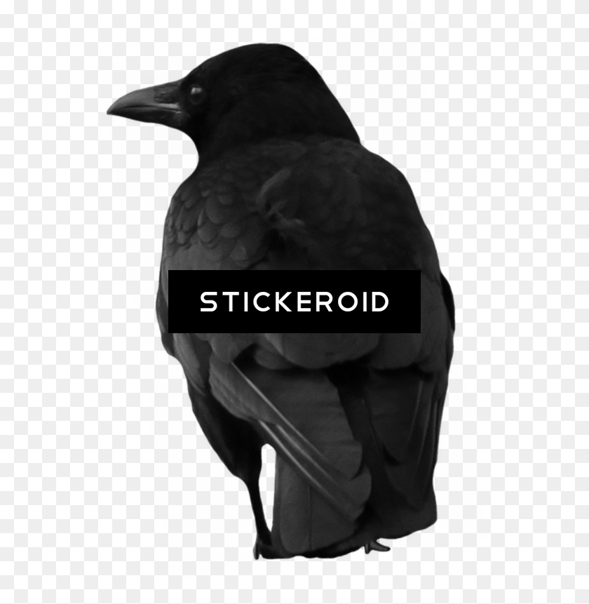 554x801 Raven Hereafter, Bird, Animal, Crow HD PNG Download