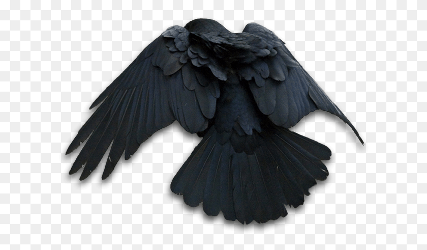 612x431 Raven Rook, Bird, Animal, Crow HD PNG Download