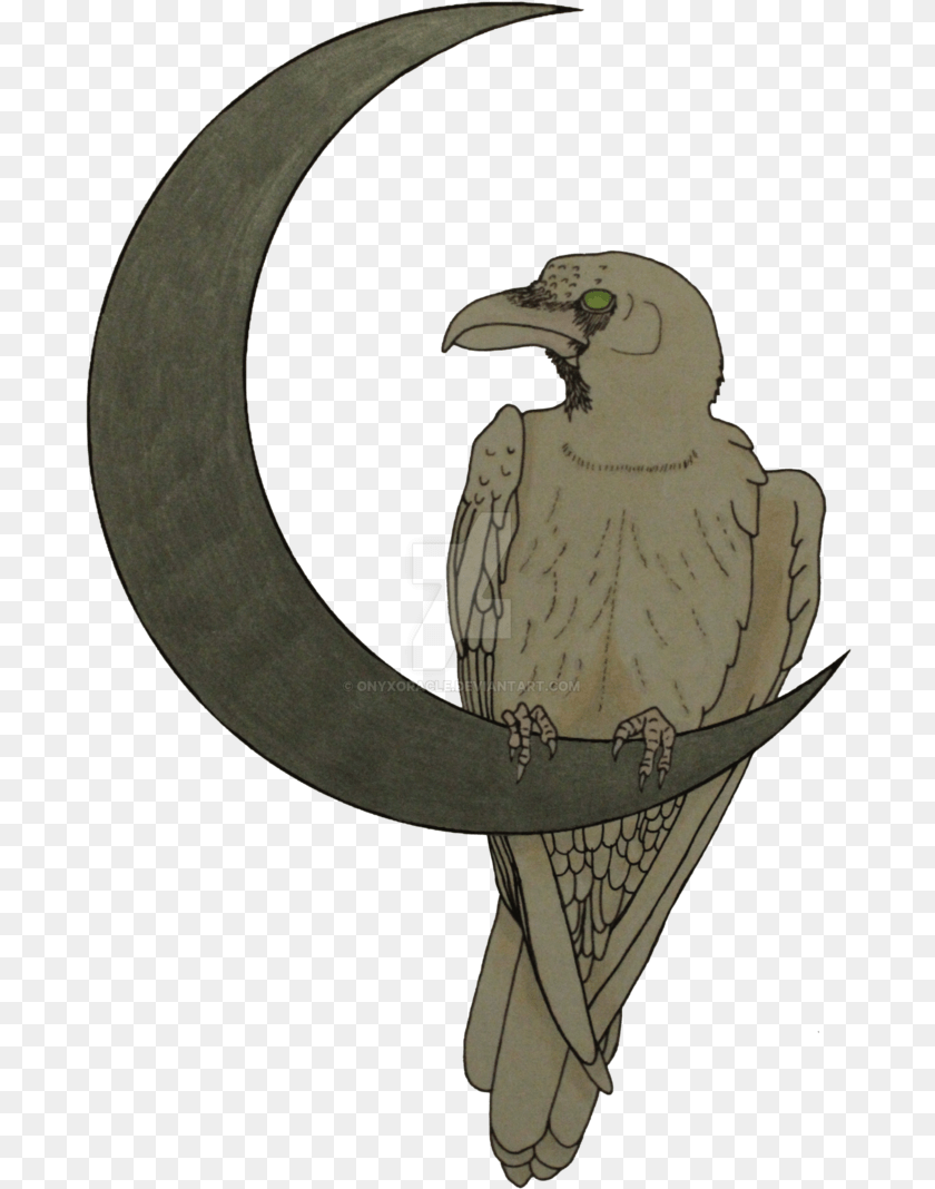 Raven S Moon White, Animal, Bird, Vulture, Beak Transparent PNG