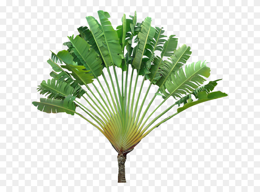 636x559 Ravenala Madagascariensis, Plant, Green, Palm Tree HD PNG Download