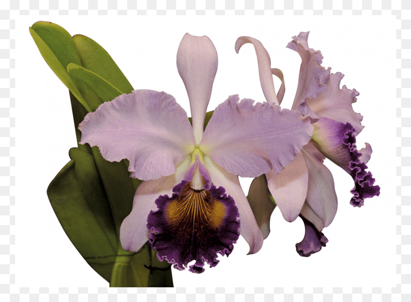 871x623 Razn Dems Para Afirmar Que Las Orqudeas Colombianas Cattleya Labiata, Plant, Flower, Blossom HD PNG Download