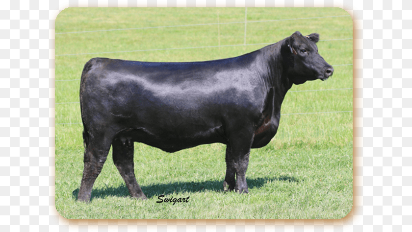 648x474 Rb Lady Confidence Dairy Cow, Angus, Animal, Bull, Cattle Clipart PNG