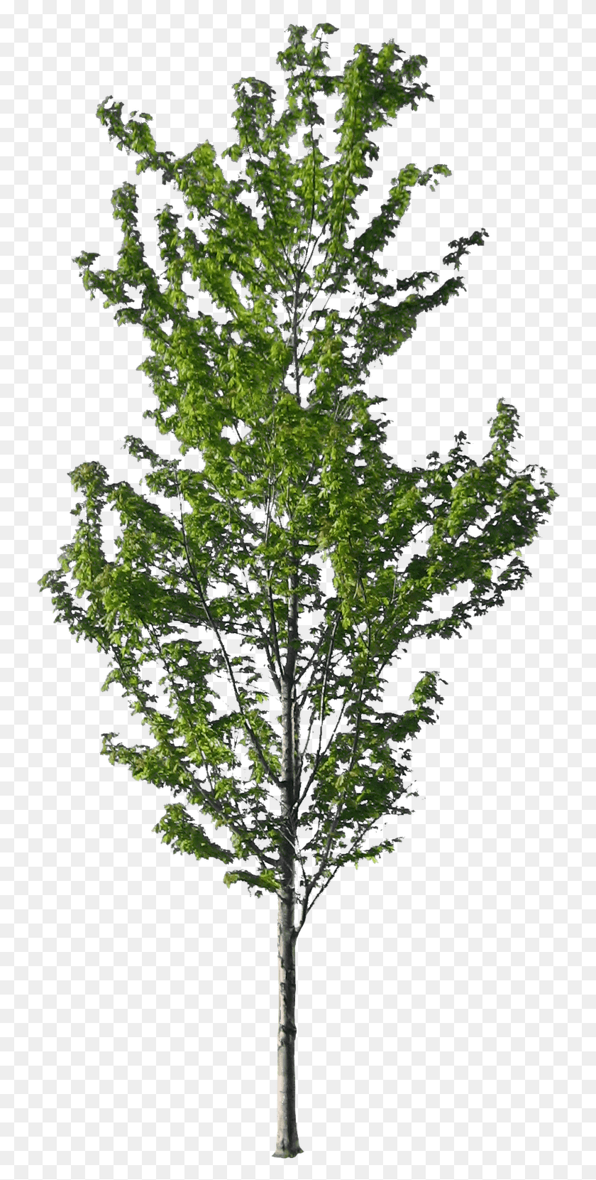 741x1601 Rbol Thanaka Tree, Plant, Conifer, Bush HD PNG Download
