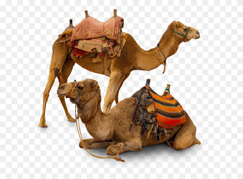 604x559 Descargar Png Camello Árabe, Mamífero, Animal, Caballo Hd Png