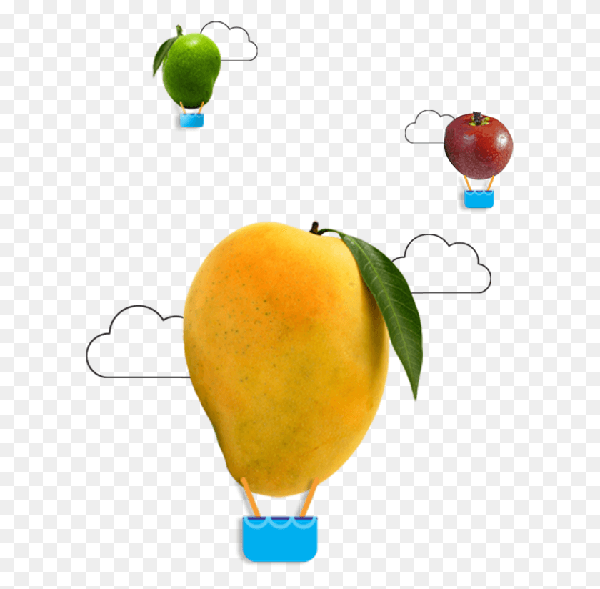 600x764 Descargar Png / Naranja Amarga, Planta, Fruta, Alimentos Hd Png