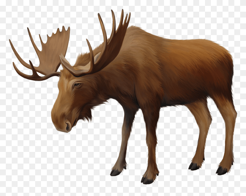 2240x1755 Read More Elk, Wildlife, Animal, Mammal HD PNG Download