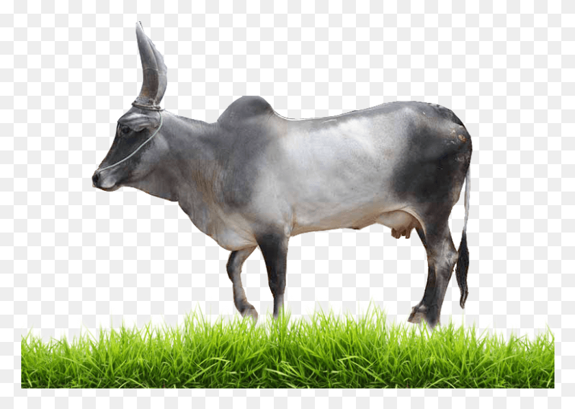 801x553 Подробнее О Переносимой Сетевой Графике A2 Milk, Bull, Mammal, Animal Hd Png Download