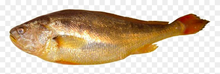 1124x325 Descargar Png / Pomacentridae, Peces, Animales, Perca Hd Png