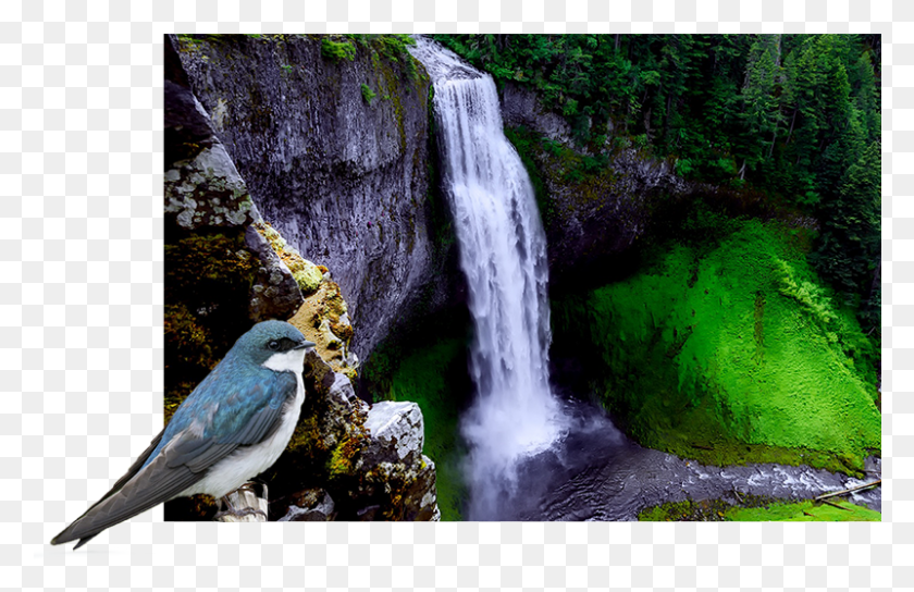 801x498 Png Водопад, Птицы, Животные, Природа Hd Png Скачать