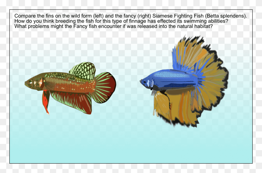 1505x952 Reading Fish Invertebrate, Animal, Water, Sea Life HD PNG Download