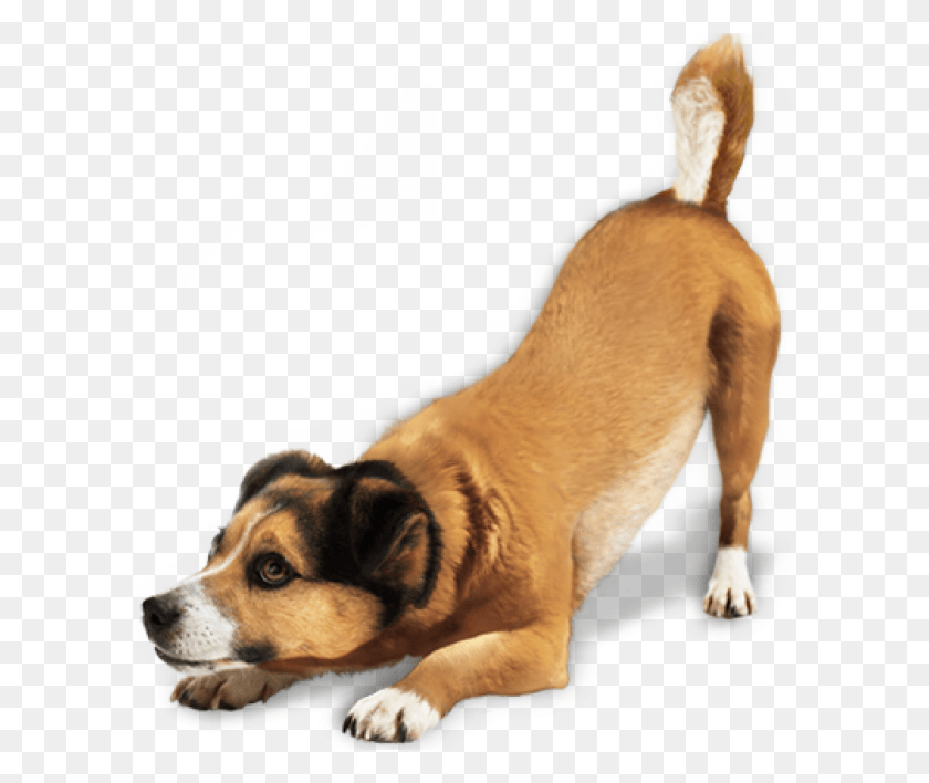 600x648 Ready For Jump Dog Dog, Pet, Canine, Animal HD PNG Download