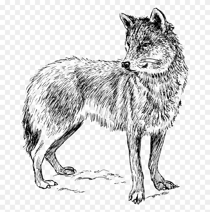 669x789 Dibujos Para Colorear De Animales Reales, Mamíferos, Lobo, La Vida Silvestre Hd Png