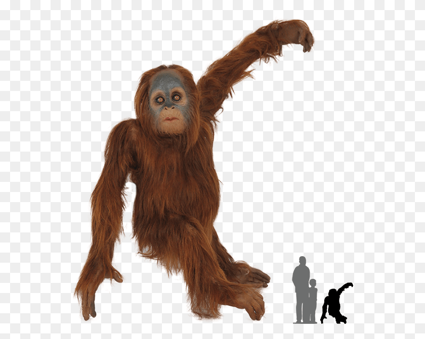 557x611 Real Animal Orangutan, Ape, Wildlife, Mammal HD PNG Download