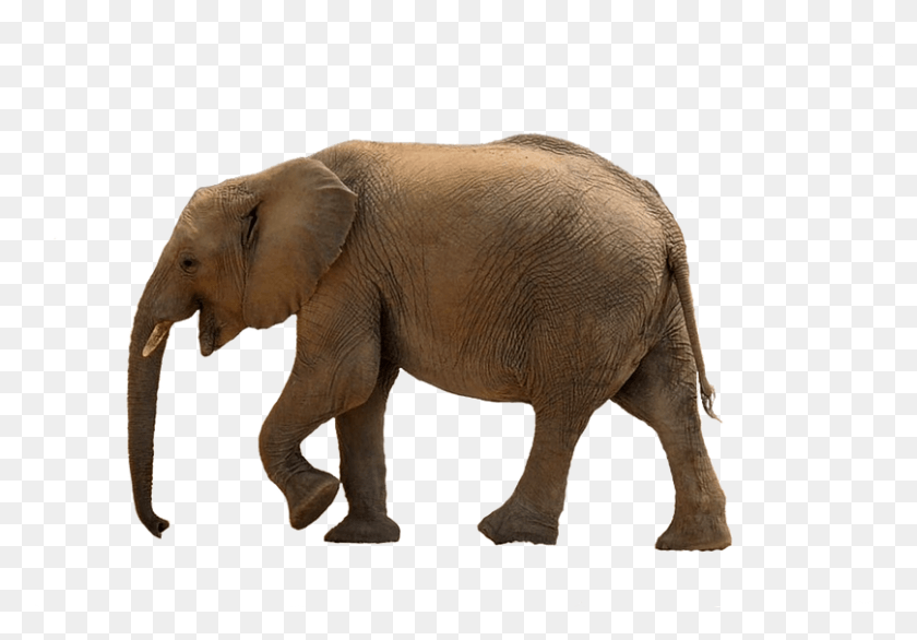 808x545 Real Baby Elephant, Elephant, Wildlife, Mammal HD PNG Download