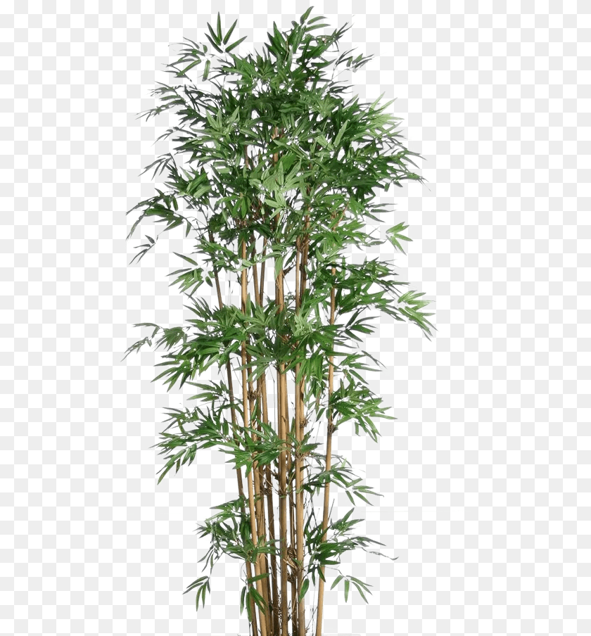 Real Bamboo Tree Images Bamboo Plants, Plant, Vegetation Transparent PNG