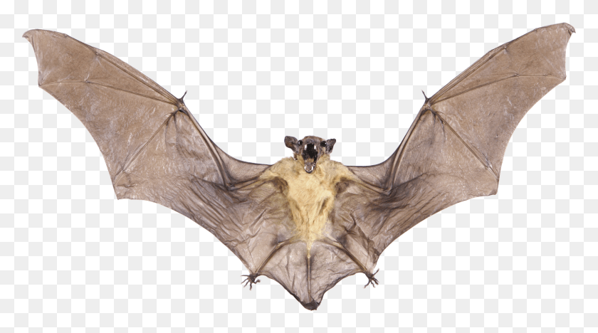1618x848 Real Bat Image With Transparent Background Real Bat, Wildlife, Animal, Mammal HD PNG Download