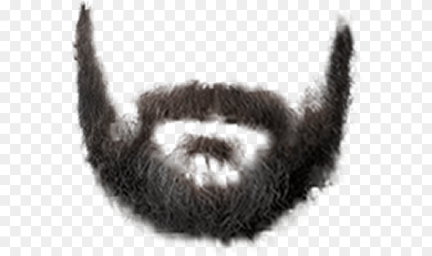 571x498 Real Beard Beard, Face, Head, Person, Mustache Clipart PNG