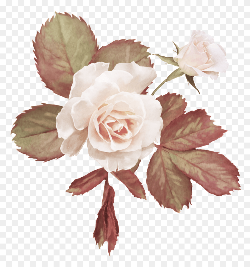 1024x1102 Настоящие Красивые Цветочные Садовые Розы, Растения, Цветы, Украшения Hd Png Скачать