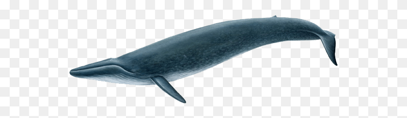 555x184 Real Blue Whale, Whale, Mammal, Sea Life HD PNG Download