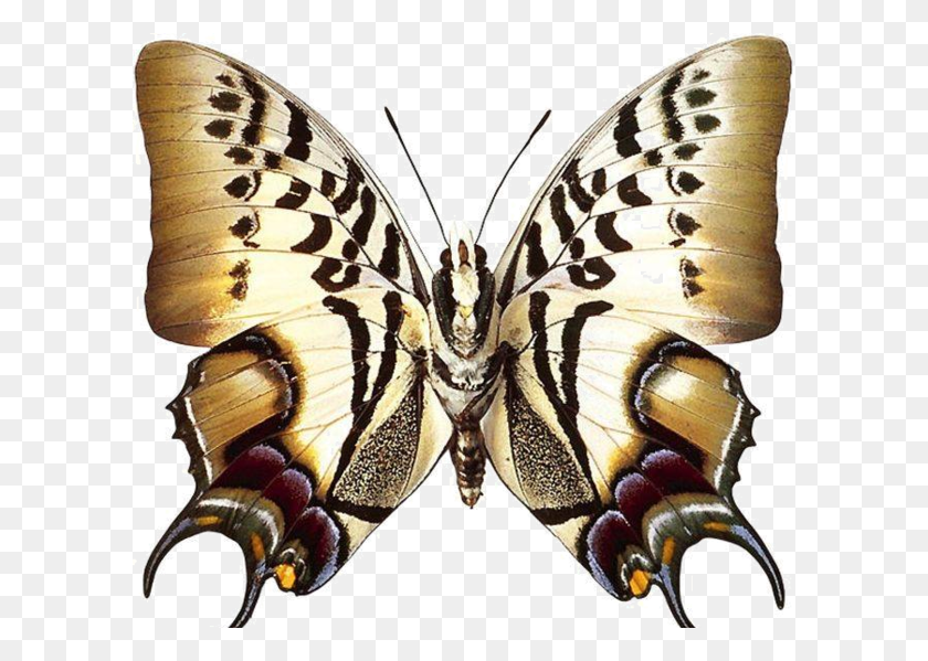 600x539 Real Butterfly, Insect, Invertebrate, Animal HD PNG Download
