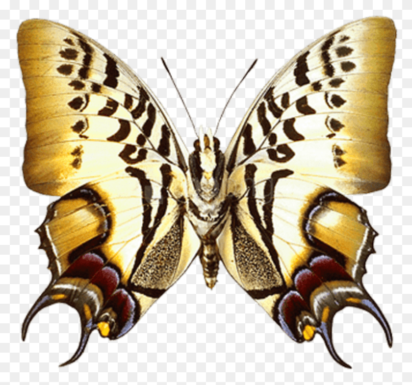 795x740 Real Butterfly Clipart Photo Butterfly, Insect, Invertebrate, Animal HD PNG Download
