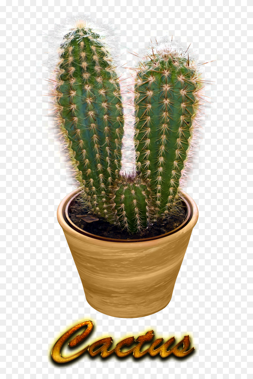 631x1197 Real Cactus Transparent, Pineapple, Fruit, Plant HD PNG Download