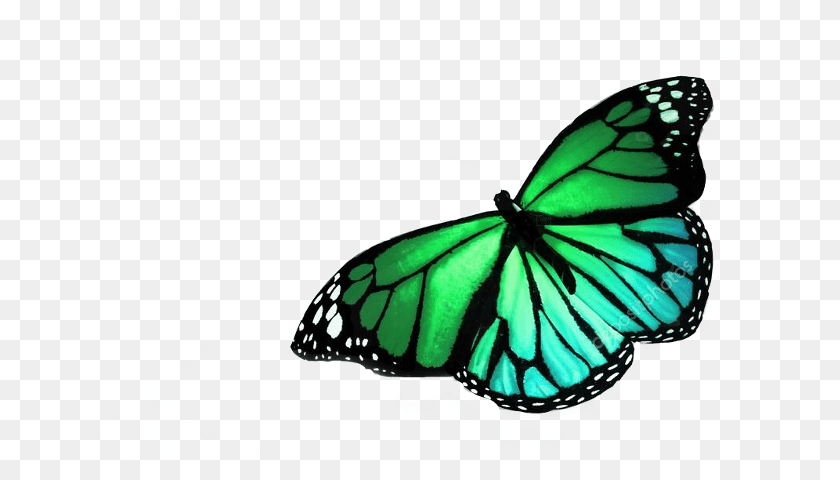 676x480 Real Colorful Butterflies Flying, Animal, Butterfly, Insect, Invertebrate Transparent PNG