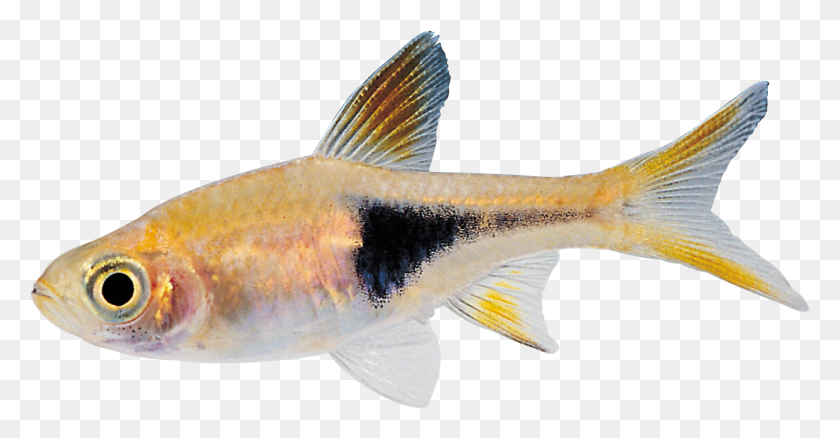 1299x631 Pez Real Png / Peces Pequeños Hd Png