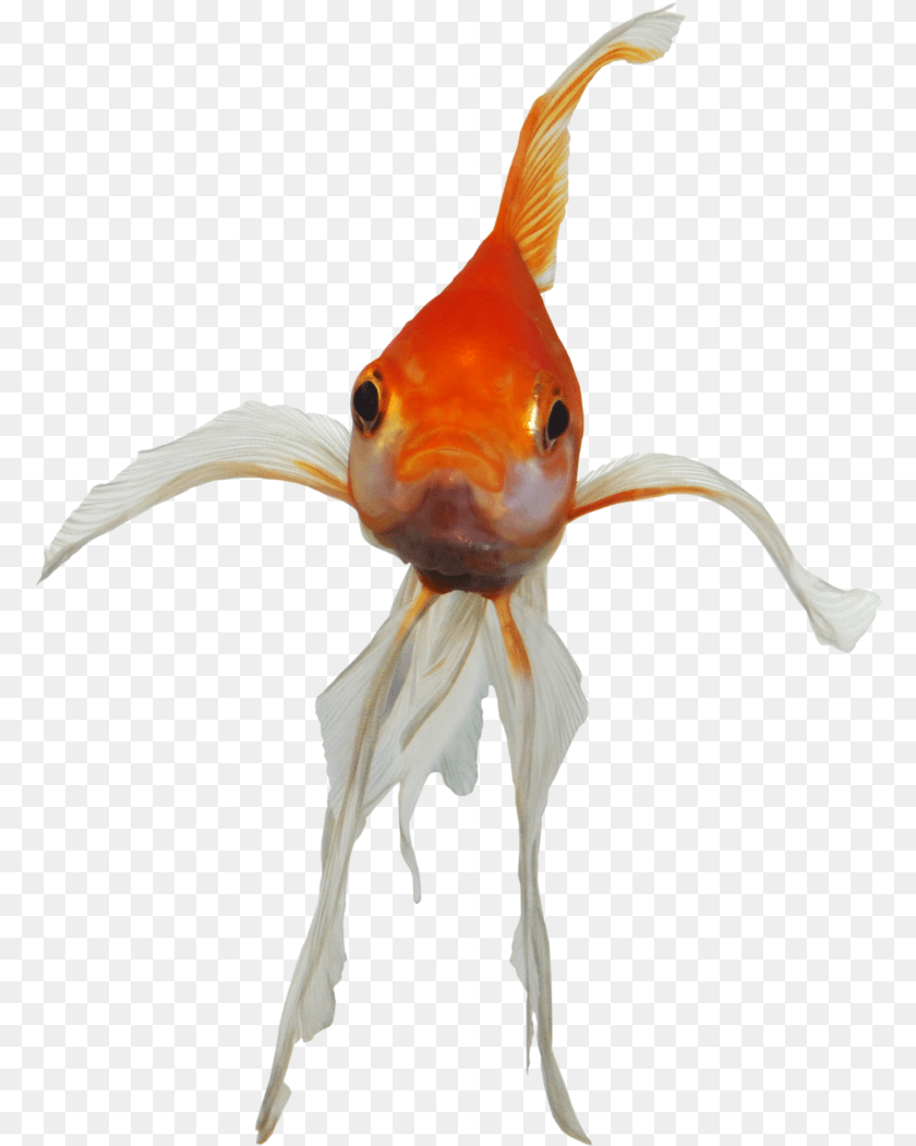 Real Fish Ikan Devian Art, Animal, Sea Life, Goldfish Transparent PNG