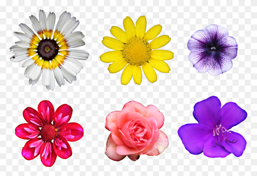 1024x677 Real Flowers With Patterns, Plant, Flower, Blossom HD PNG Download