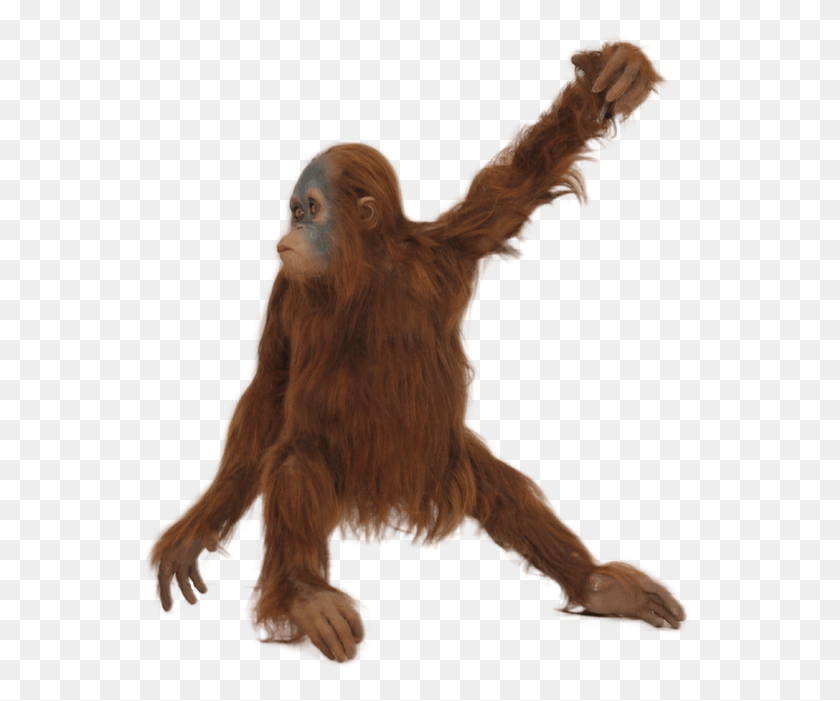 557x641 Real Monkey Orangutan With No Background, Ape, Wildlife, Mammal HD PNG Download