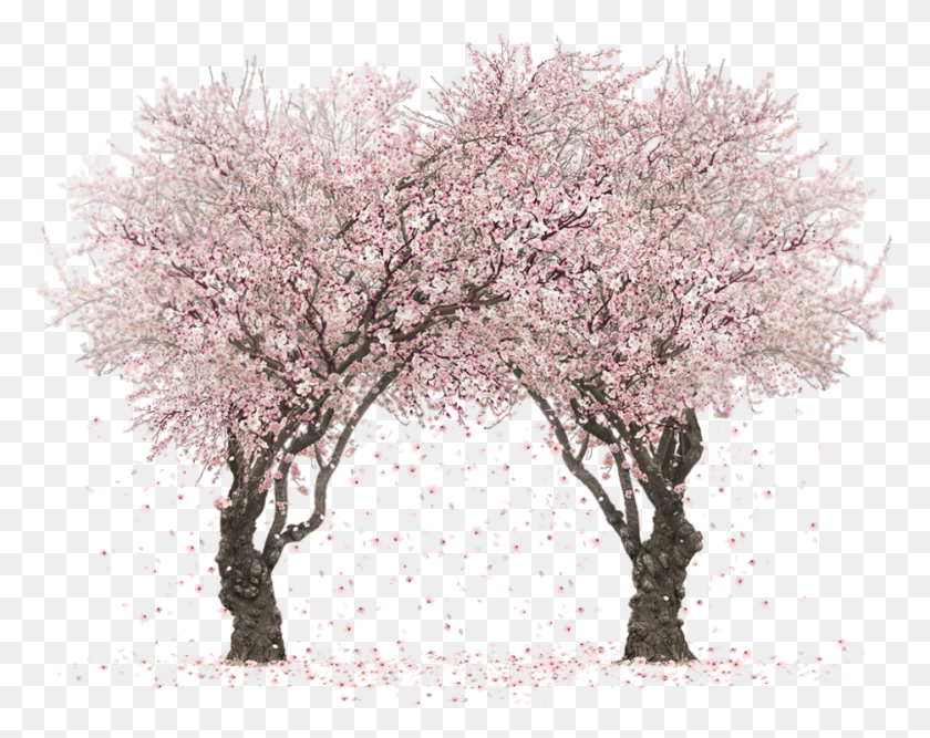 935x728 Real Sakura Tree, Plant, Flower, Blossom HD PNG Download