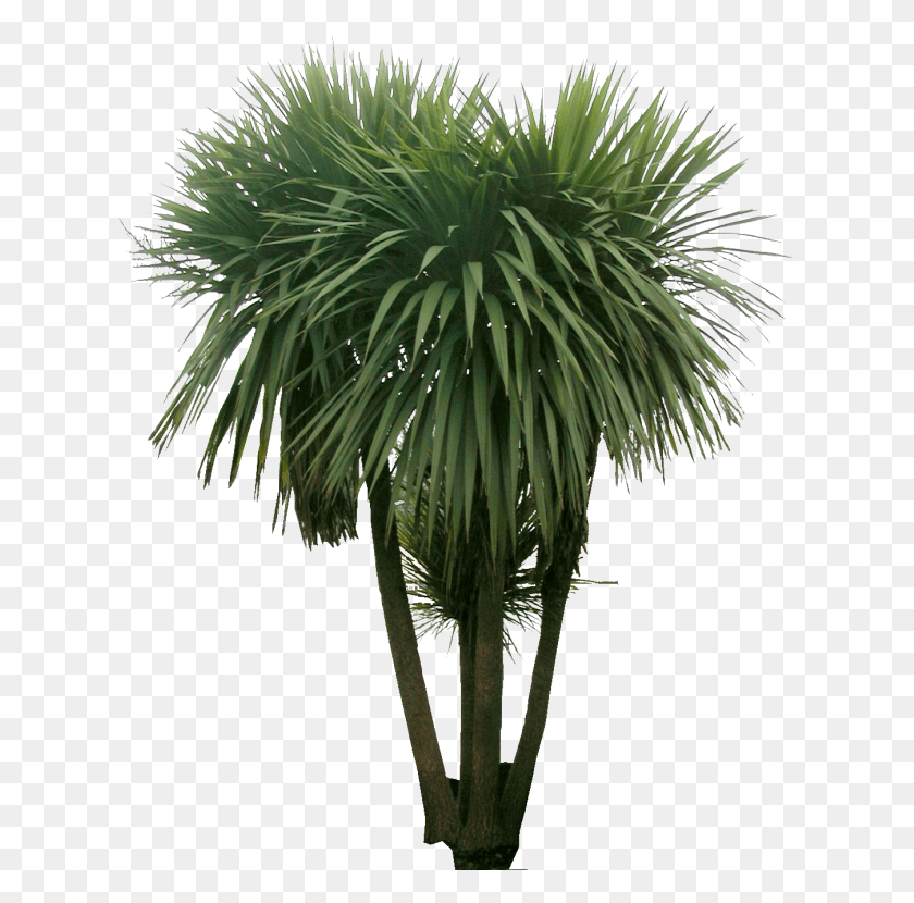 623x770 Настоящие Кусты Для Фотошопа, Растение, Куст, Растительность Hd Png Скачать