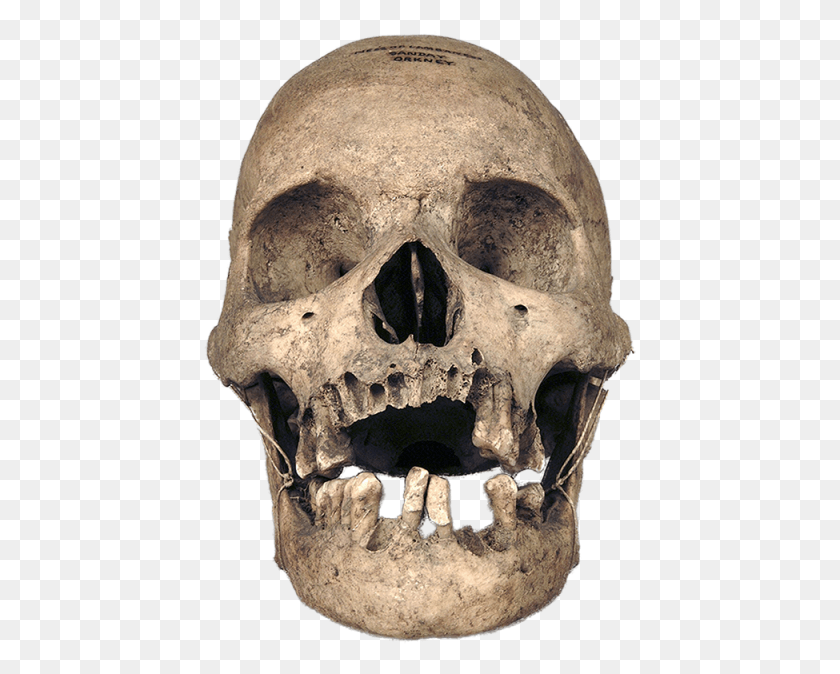 433x614 Real Skull Transparent Background Calavera Real, Head, Jaw, Soil HD PNG Download
