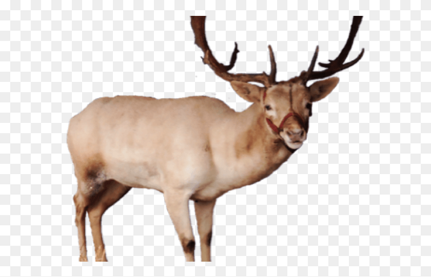 585x481 Real Transparent Reindeer, Elk, Deer, Wildlife HD PNG Download
