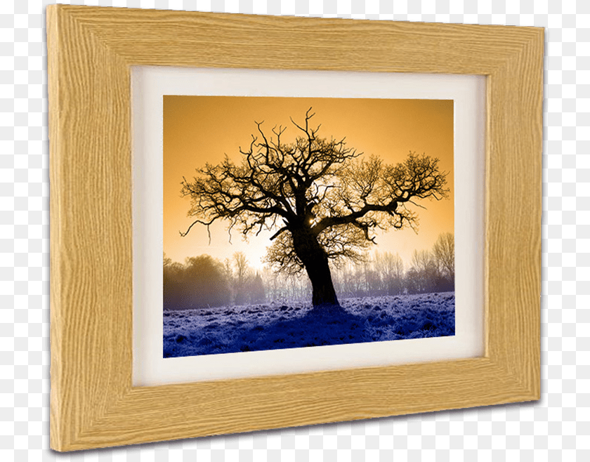 730x658 Real Wood Picture Framing At Hayman Creative Nottingham Picture Frame, Plant, Tree, Oak PNG