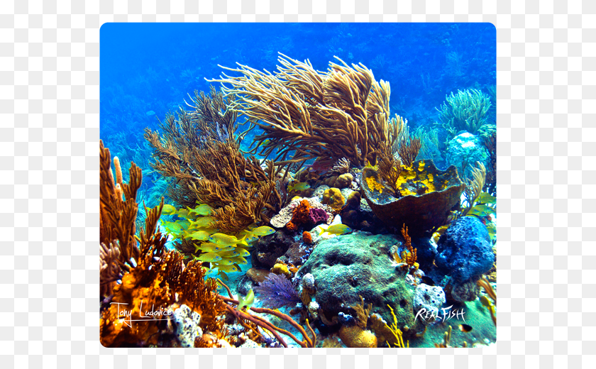 561x460 Realfish H20 Series Marine Biology, Sea, Outdoors, Water HD PNG Download