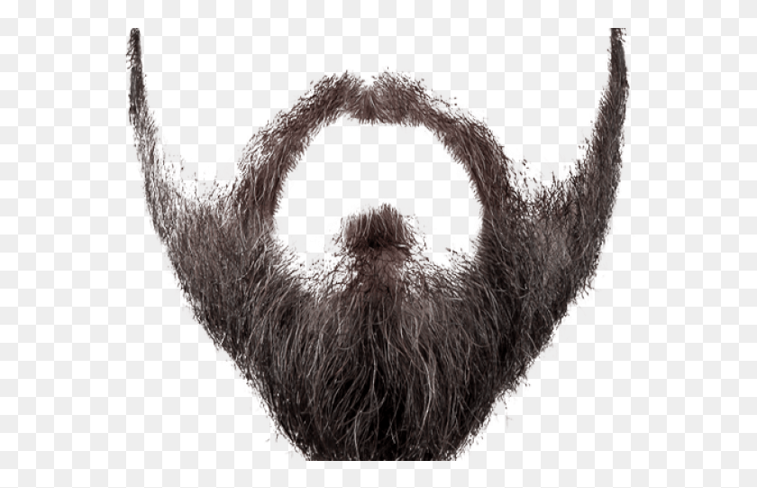 571x481 Realistic Clipart Beard Transparent Background Beard, Animal, Bird, Mustache HD PNG Download