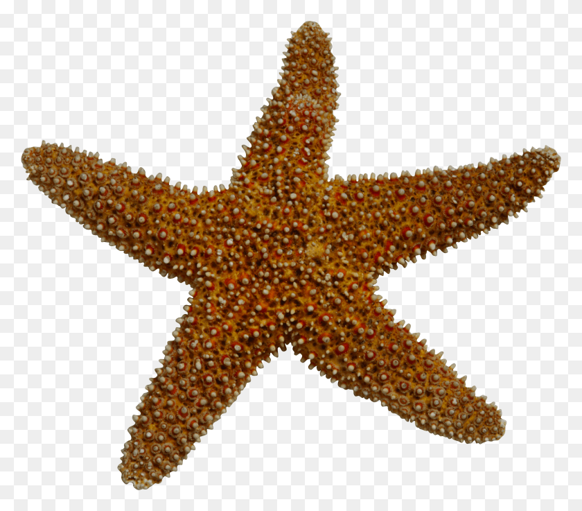 2335x2029 Realistic Clipart Starfish Starfish, Sea Life, Animal, Invertebrate HD PNG Download