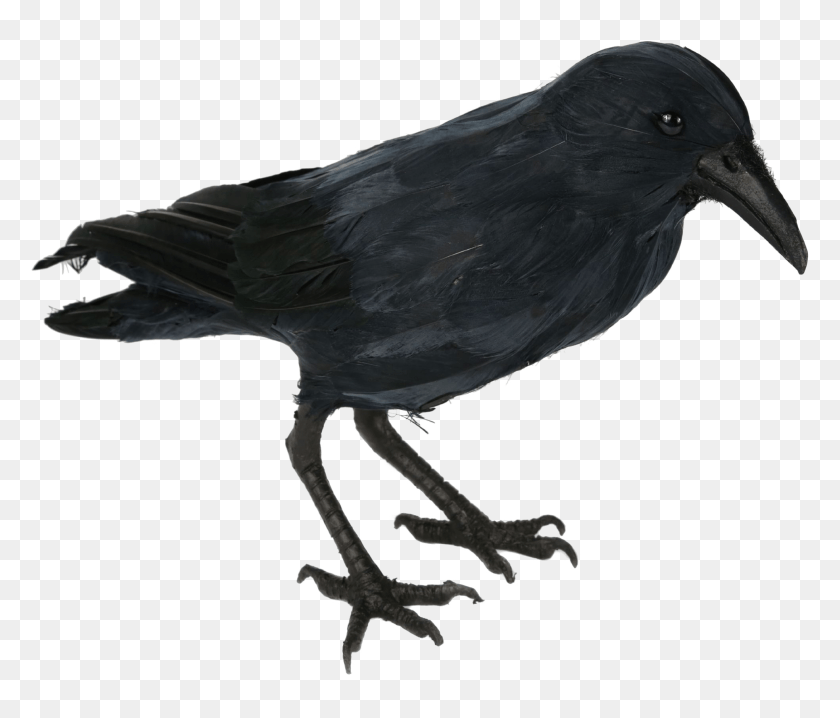 Realistic Crow, Bird, Animal, Blackbird HD PNG Download