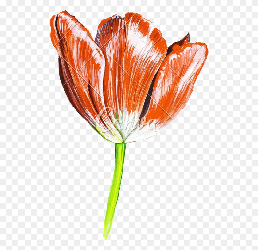 522x752 Реалистичный Цветочный Рисунок Цветочный Рисунок Изображения Акварель, Растение, Цветение, Гриб Hd Png Скачать